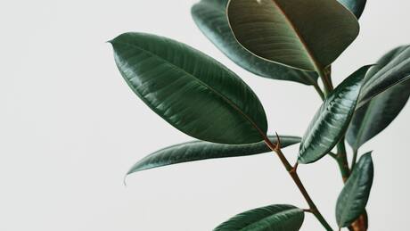 Guardianes verdes del hogar: 5 plantas de interior que purifican el aire