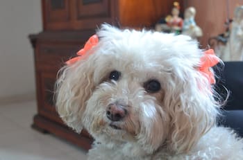 Las travesuras que más hacen los perros en México y cómo evitarlas