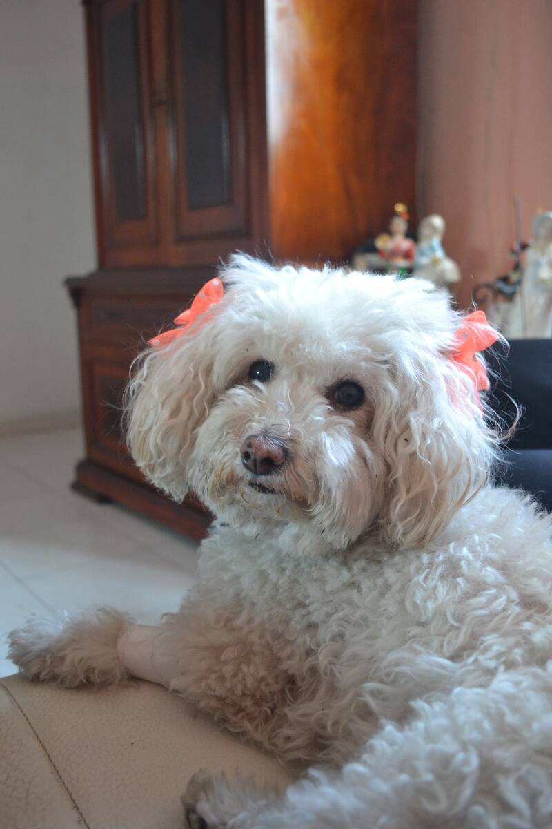 Las travesuras que hacen los perros en México y cómo evitarlas - Créditos: Cortesía