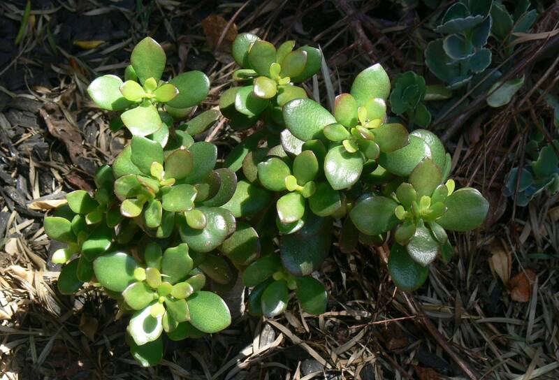 Coloca tu árbol de jade en estos lugares de tu cocina para atraer el dinero según el Feng Shui.