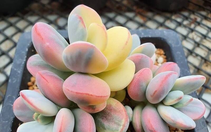 Las suculentas con bordes de colores son amantes del sol.