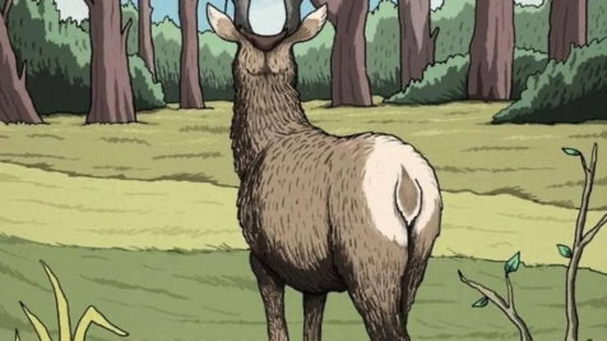 Reto visual: Descubre la cara del puma escondida en este paisaje