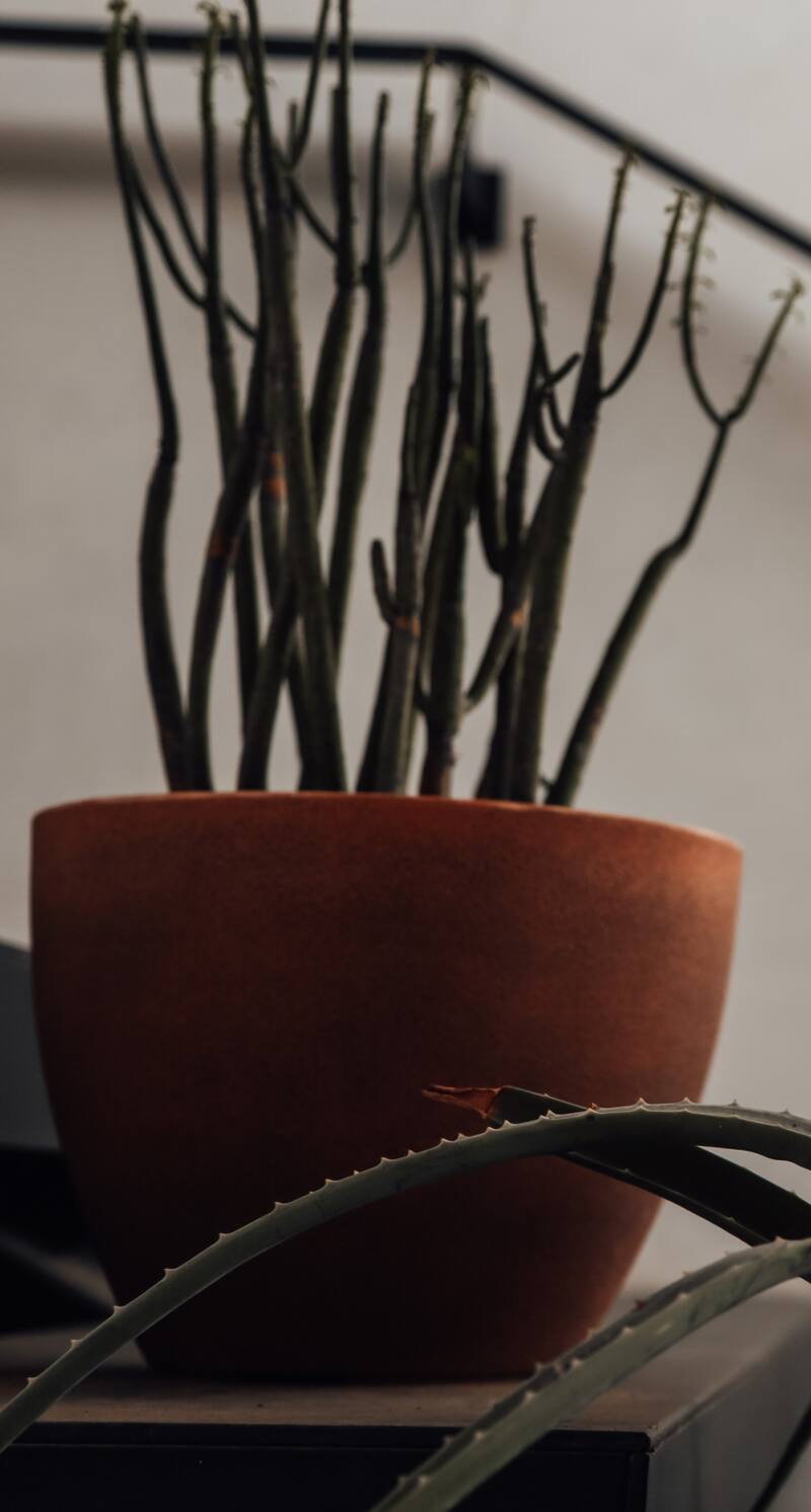 Cuida tus suculenta Euphorbia tirucalli con estos simples pasos.