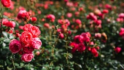 Cómo cuidar las rosas para un florecimiento DESLUMBRANTE