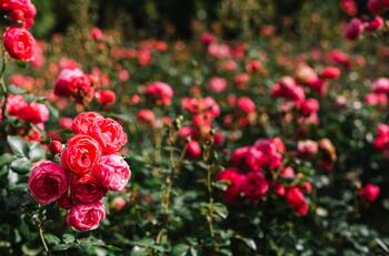 Cómo cuidar las rosas para un florecimiento DESLUMBRANTE
