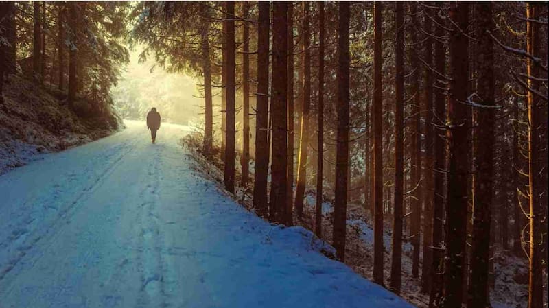 Encuentra al lobo en la imagen, tienes 11 segundos.