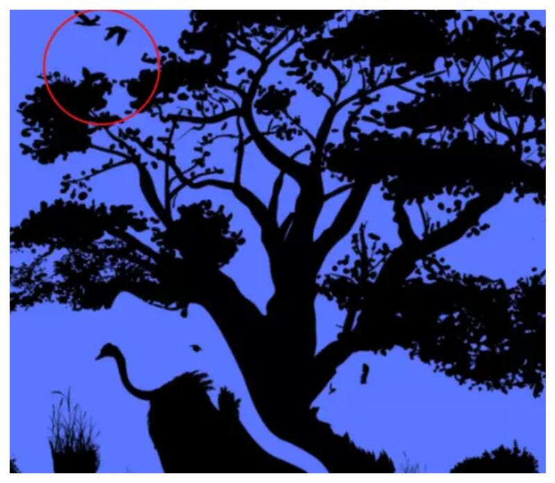 Test de inteligencia: las aves son la elección prioritaria.