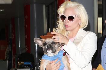 Lady Gaga evita pagar recompensa de medio millón de dólares en caso de robo de perros