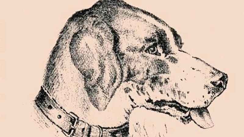 Reto Visual: Encuentra al hombre dentro del perro - Créditos: Pinterest