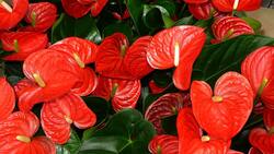 Las plantas y flores que darán prosperidad en el Año Nuevo Chino