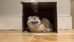 Taylor Swift es dueña de la tercera mascota más millonaria del mundo