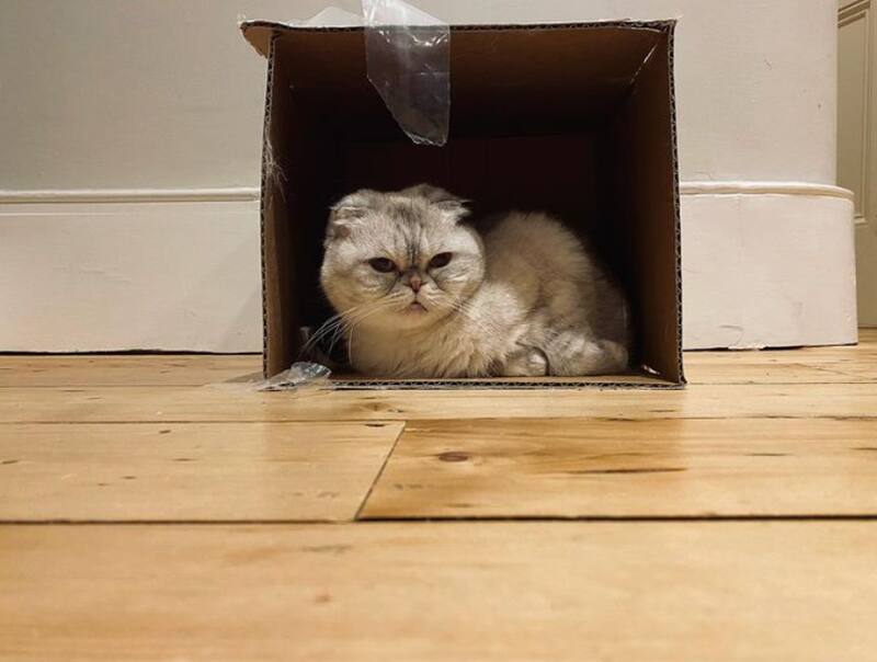 Olivia Benson, la gatita de Taylor Swift es la tercera más millonaria del mundo Olivia Benson vía Instagram (@taylorswitf) - Créditos: Instagram