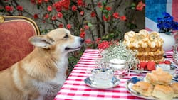 Sarah Ferguson se lleva a los corgis de la reina Isabel II a tomar el té previo a la coronación