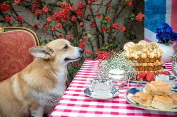 Sarah Ferguson se lleva a los corgis de la reina Isabel II a tomar el té previo a la coronación