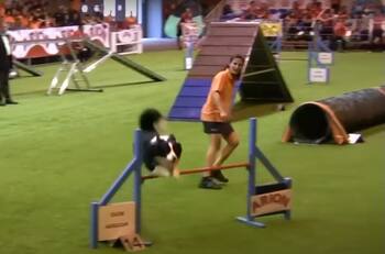 ¿Las conoces? Así son las diversas competencias de perros