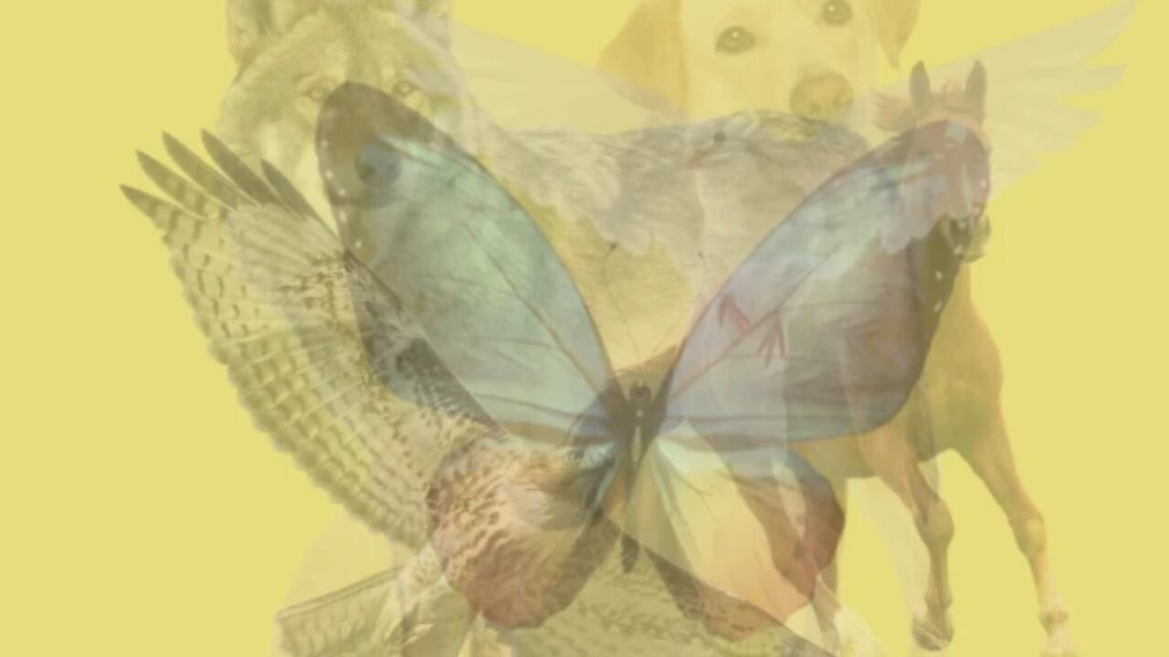 Imagen de fondo amarillo con muchos animales superpuestos en transparencia.