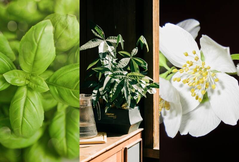 Ten estas plantas en tu casa para atraer buena suerte y abundancia según el Feng Shui.