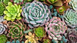 ¡No más suculentas marchitas! Descubre dónde colocarlas en tu casa para que no mueran