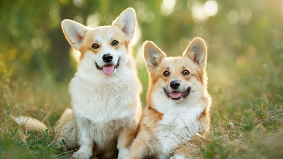 Los perros de la Reina Isabel II tienen una delicada dieta que el Príncipe Andrés supervisa