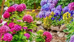 El renacimiento de las hortensias: Cómo devolverles la vida a estas flores