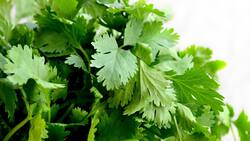 Aprovecha botellas y vasos plásticos para cultivar perejil en tu propio huerto portátil