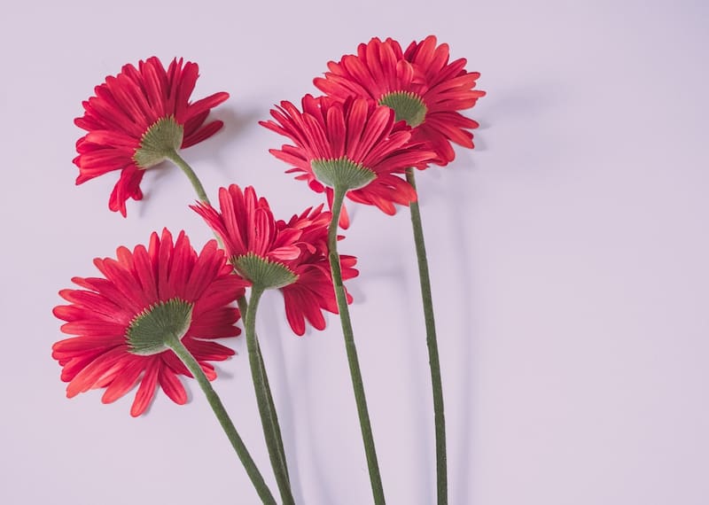 Segun el Feng Shui deberias evita tener plantas artificiales.