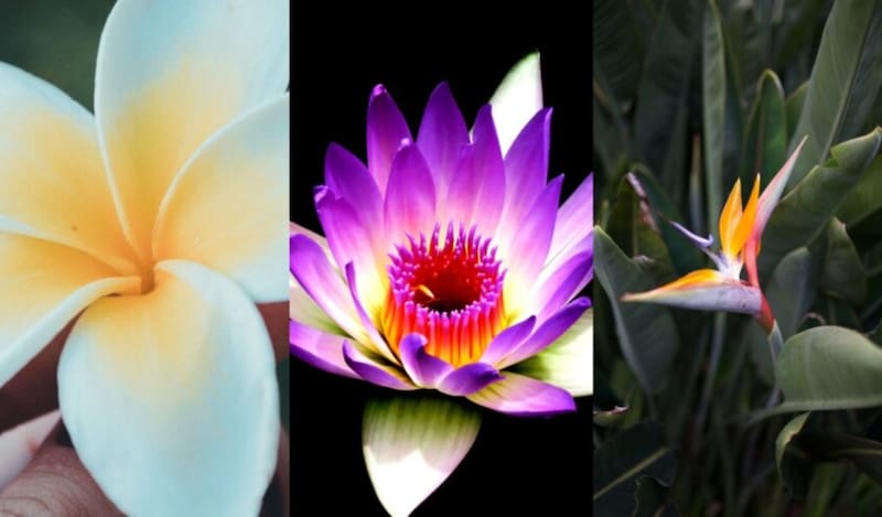 Elige una flor para averiguar tu personalidad.
