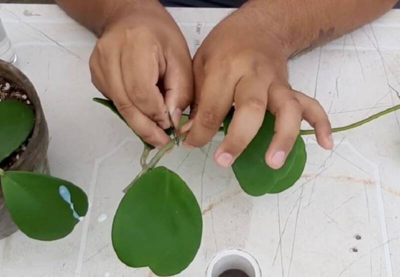 La planta Hoya Kerrii atrae la prosperidad y el dinero a tu hogar.