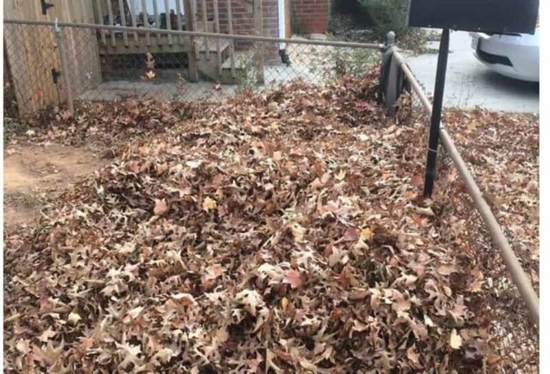 ¿Serás capaz de encontrar al perro escondido en esta imagen? ¡Solo tienes 12 segundos!