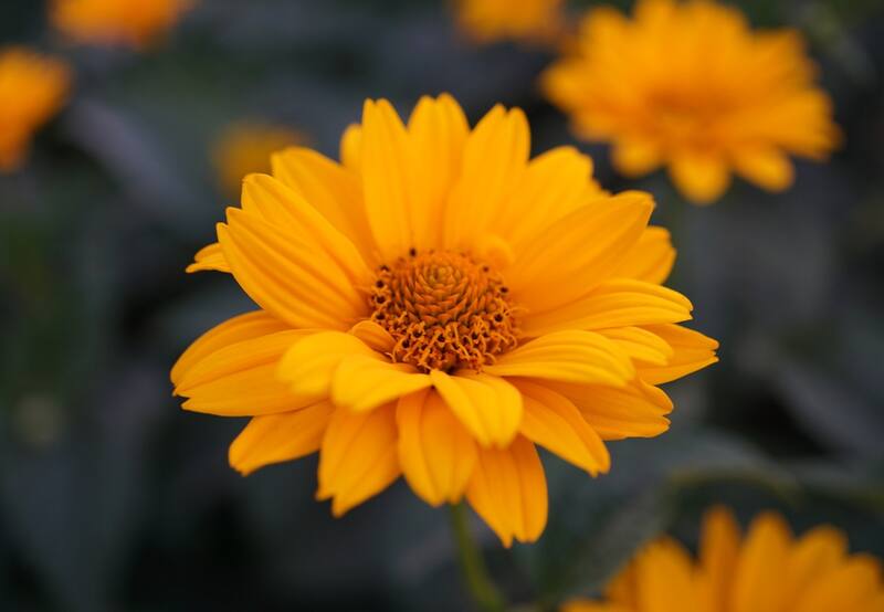 Heliopsis