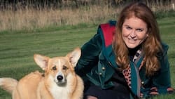 Los perros de la Reina Isabel II aman a Sarah Ferguson por una razón particular