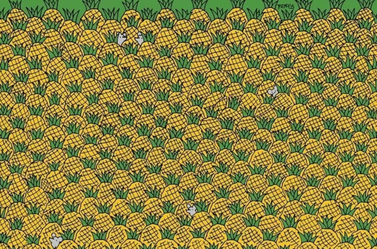 Reto visual: Hay 4 elotes escondidos entre las piñas ¿puedes verlas?