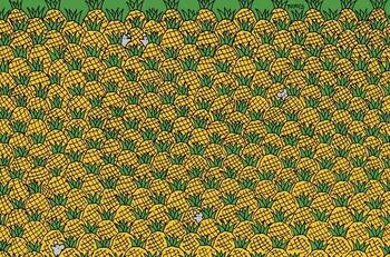 Reto visual: Hay 4 elotes escondidos entre las piñas ¿puedes verlas?