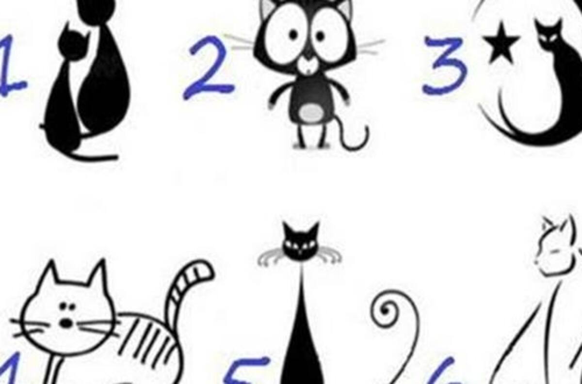 Elige el gato que más llame tu atención y descubre estos rasgos sobre tu personalidad
