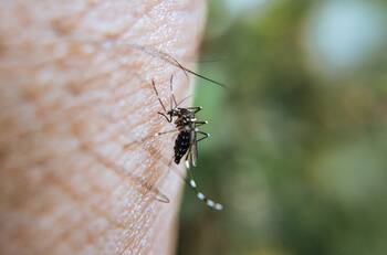 Plantas que repelen mosquitos: Tu jardín, tu fortaleza contra los insectos