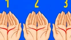 Test de Personalidad: Descubre tu esencia a través de las líneas de la mano