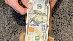 Demi Moore olvida el drama que vive su ex Bruce Willis postulando a un récord Guinness