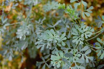 ¿Tienes RUDA en casa? Ubícala en este lugar para que te llueva dinero y prosperidad según el Feng Shui