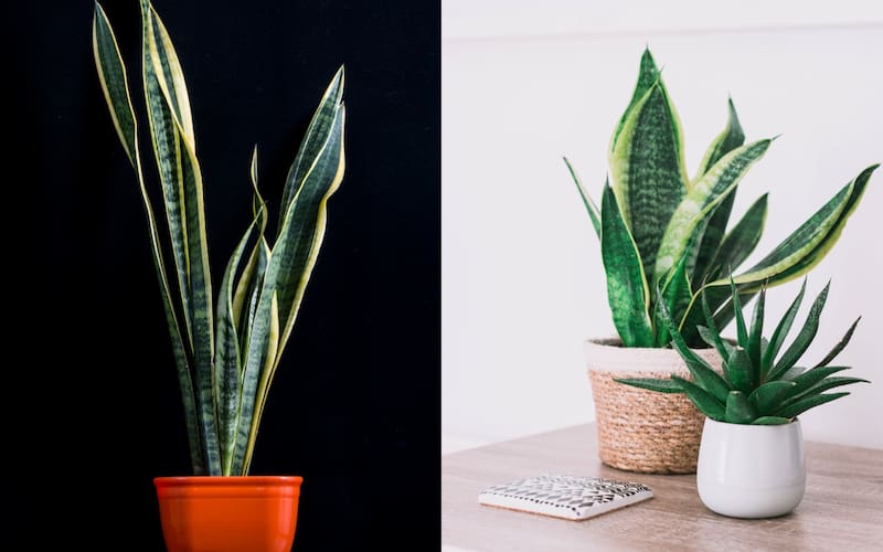 Suculentas 'Lengua de suegra'