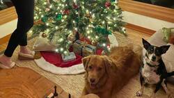 Estas 5 celebridades darán a luz durante 2023: algunas serán madre por primera vez