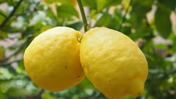 El limonero: Guardián de la prosperidad y el bienestar