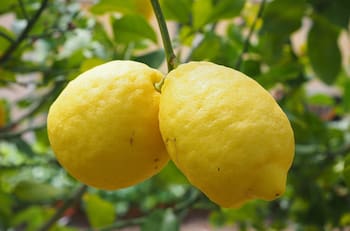 El limonero: Guardián de la prosperidad y el bienestar