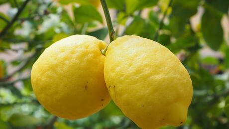 El limonero: Guardián de la prosperidad y el bienestar