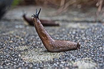Protege tus plantas: escudo natural contra las babosas