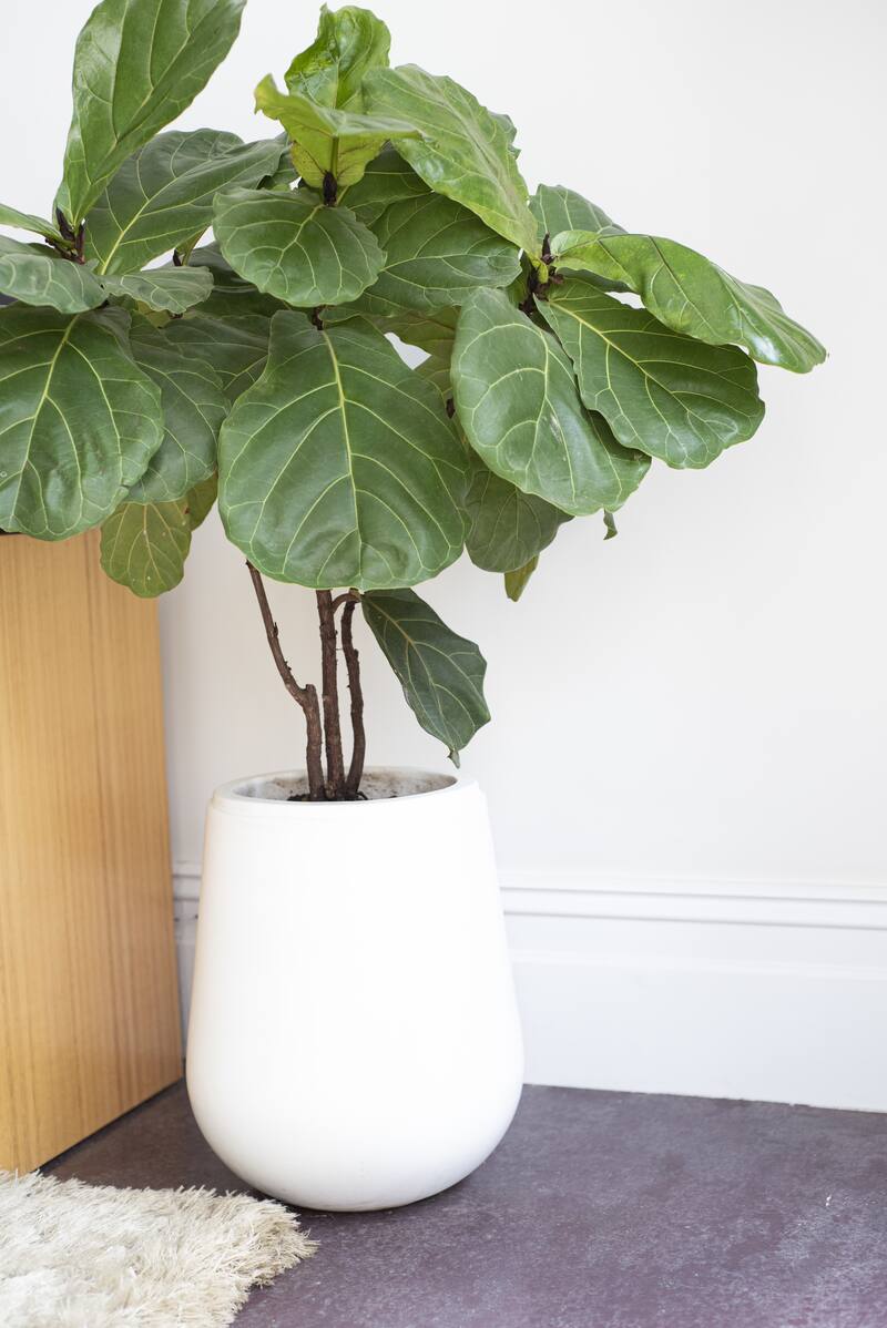 A vertical shot of an indoor fiddle-leaf fig plant in a white pot