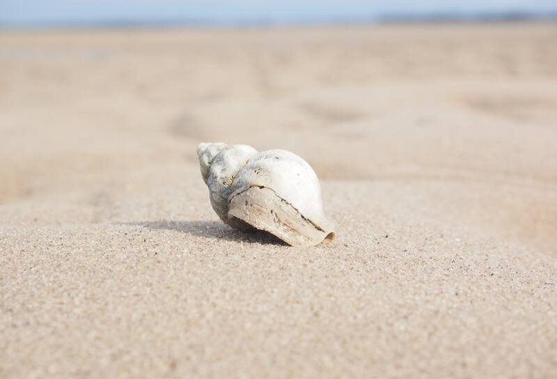 Evita tener caracolas de mar en tu hogar por la siguientes razones.