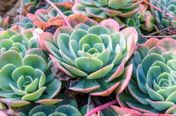 3 suculentas coloridas que adoran el sol: perfectas para tu jardín exterior