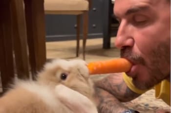 David Beckham comparte tiernamente el almuerzo con su conejo