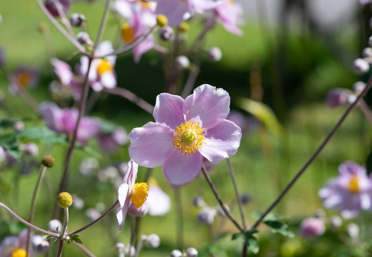 Anémonas japonesas