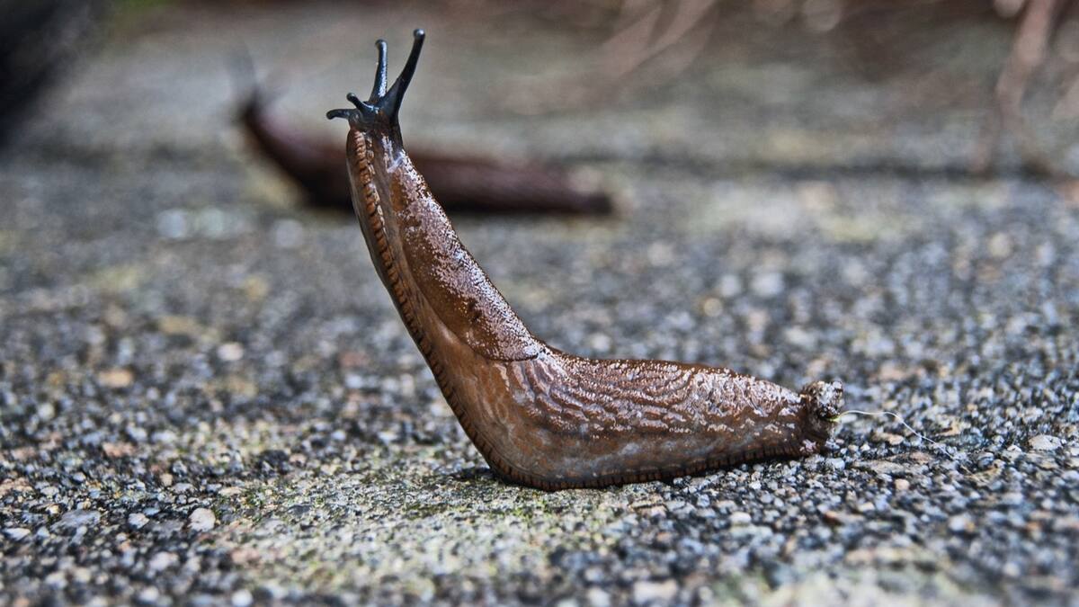 Protege tus plantas: escudo natural contra las babosas